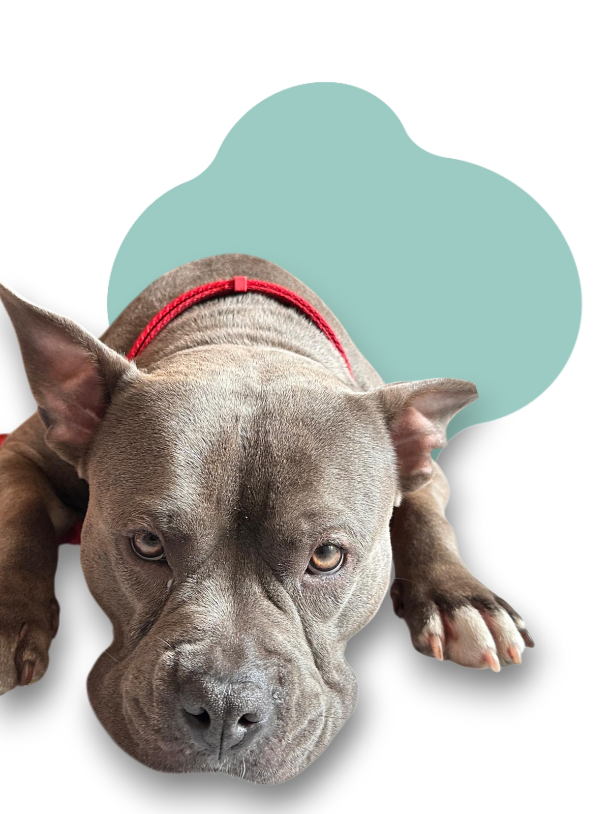 Zucca al cane: si può dare? Come servirla e quali errori evitare