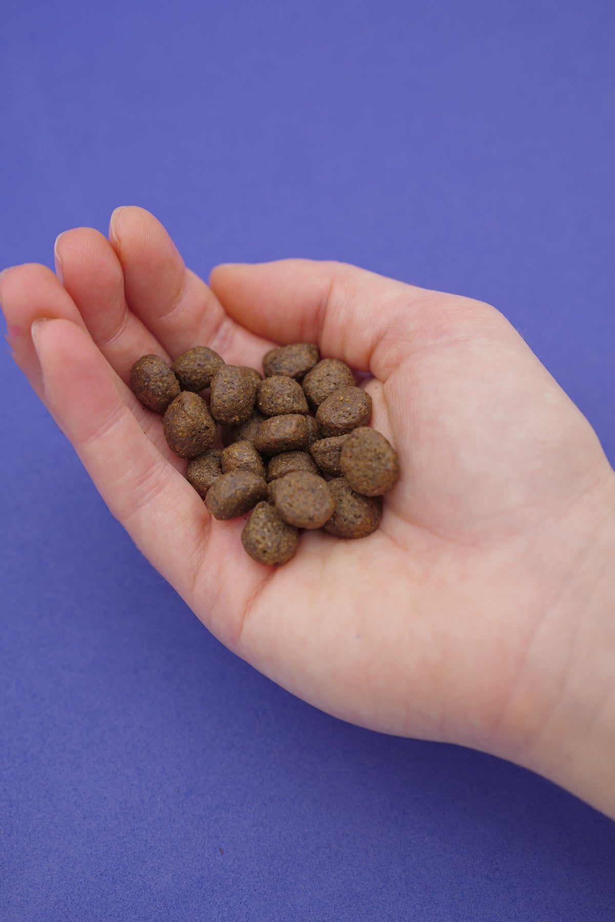 Norvegese – Croccantini Grain Free per Cani - foto 2