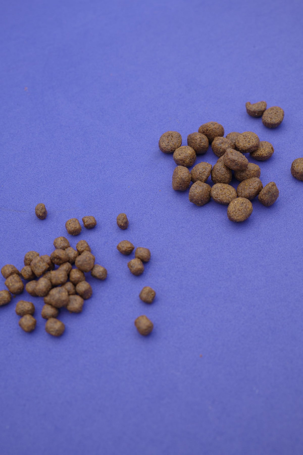 Norvegese – Croccantini Grain Free per Cani - foto 5