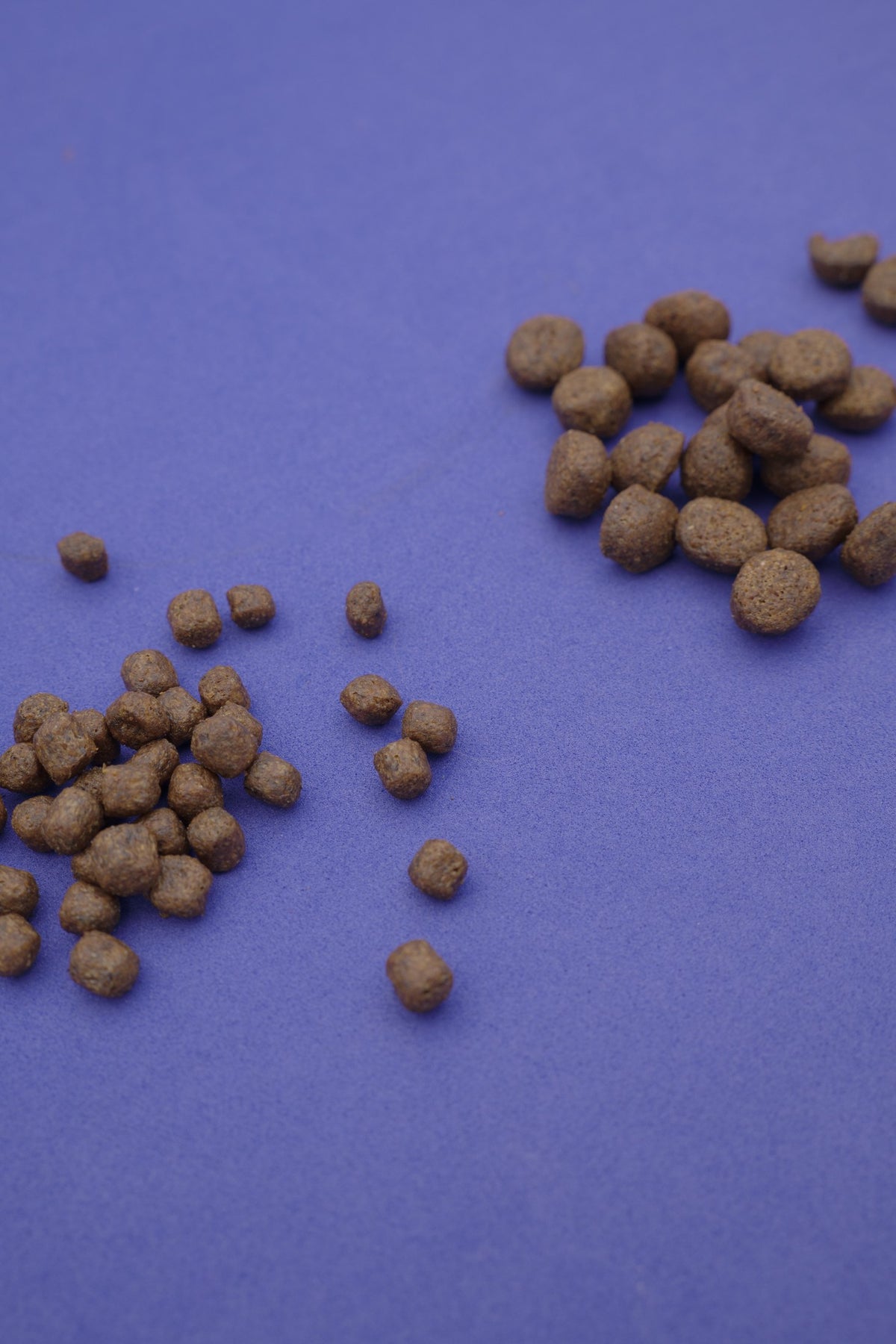 Norvegese – Croccantini Grain Free per Cani - foto 6